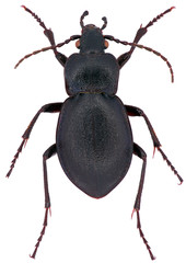 Carabus convexus is a member of a ground beetle family Carabidae, on a white background