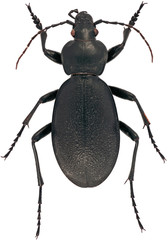 Carabus coriaceus is a member of a ground beetle family Carabidae, on a white background
