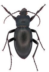 Carabus glabratus is a member of a ground beetle family Carabidae on a white background