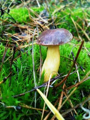 mushroom