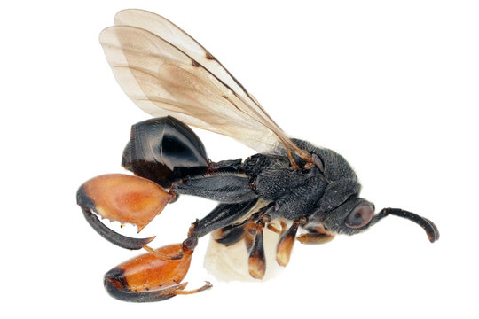 Chalcis sispes a parasitic wasp