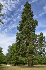 Cheverny, Loire Valley, France. 26 June 2017. The park of the castle estate, all the plants are extremely well kept.