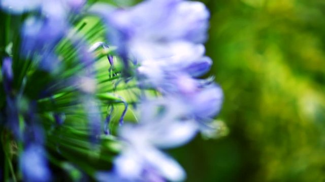 Extreme closeup shot on green leaf at garden with out of focus on violet flowers.