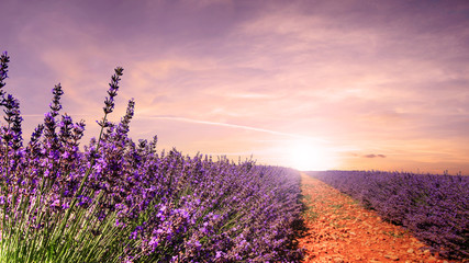 Belle vue sur les champs de lavande en Provence (France)