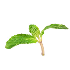 Fresh mint leaves isolated on white background © Art789