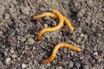 Larvae of Agriotes a species of beetle from the family of Elateridae. It is commonly known as the lined click beetle