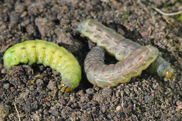 Caterpillars of Agrotis. A moths of the Noctuidae family. Pests of plants