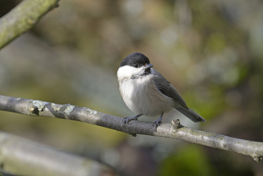 Weidenmeise (Poecile montanus) - Willow tit
