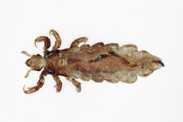 The body louse Pediculus humanus isolated on a white background