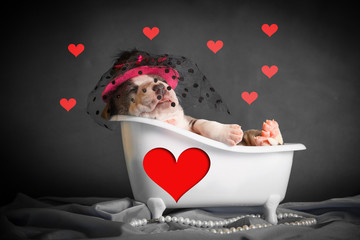 Щенок в шляпке с вуалью, в белой ванне с красным...
