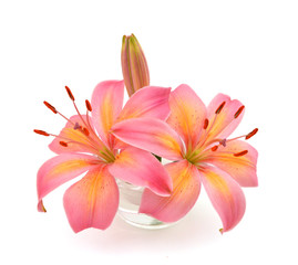 Beautiful pink asiaticr lilies in vase on white background.