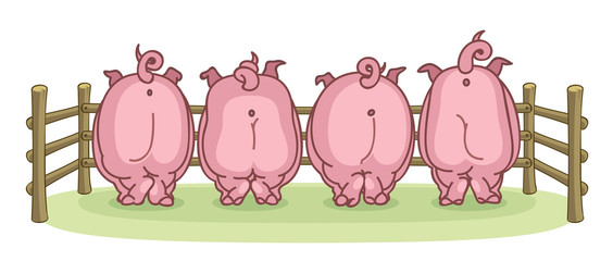 Pigs back view on a white background