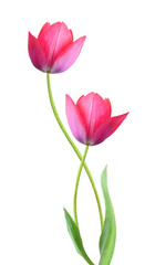 Two tulip flowers isolated on white background