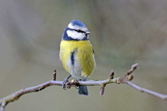 Blaumeise (Cyanistes caeruleus) - Eurasian blue tit