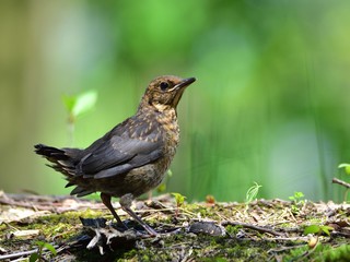 Young common blackbird (Turdus merula) on green background in a forest