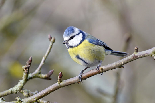 Blaumeise (Cyanistes caeruleus) - Eurasian blue tit