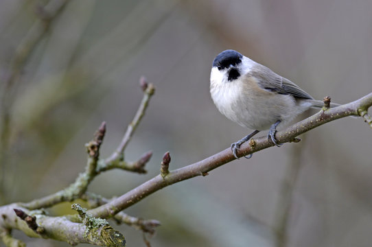 Weidenmeise (Poecile montanus) - Willow tit