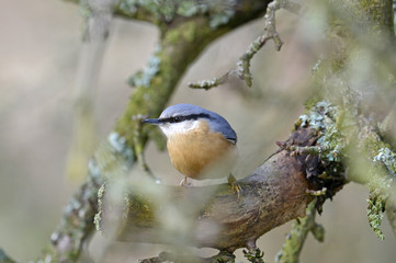 Kleiber (Sitta europaea) - Eurasian nuthatch