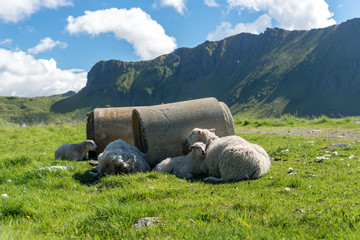 Norway Lofoten fjords