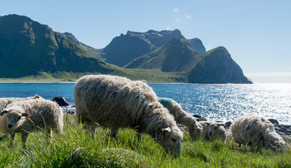 Norway Lofoten fjords