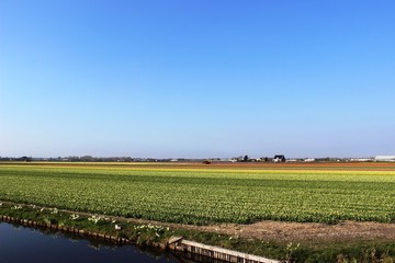 Diagonal rows of colorful tulips in red and pink in a landscape with a flower field in the background near Amsterdam in the Netherlands in spring.