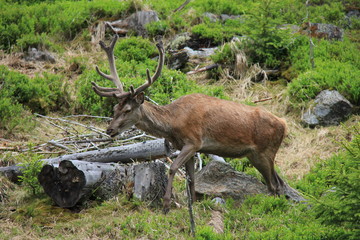 Portrait of Red Deer in forest. National Park Sumava, Czech Republic.