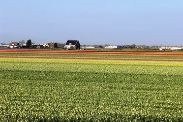 Diagonal rows of colorful tulips in red and pink in a landscape with a flower field in the background near Amsterdam in the Netherlands in spring.