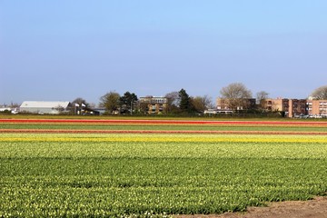 Diagonal rows of colorful tulips in red and pink in a landscape with a flower field in the background near Amsterdam in the Netherlands in spring.