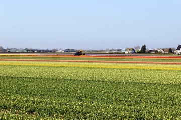 Diagonal rows of colorful tulips in red and pink in a landscape with a flower field in the background near Amsterdam in the Netherlands in spring.