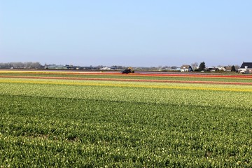 Diagonal rows of colorful tulips in red and pink in a landscape with a flower field in the background near Amsterdam in the Netherlands in spring.