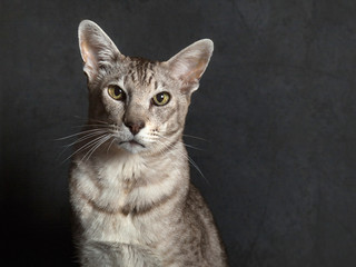 Pedigree Oriental Shorthaid Cat