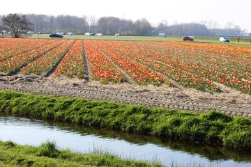 Diagonal rows of colorful tulips in red and pink in a landscape with a flower field in the background near Amsterdam in the Netherlands in spring.