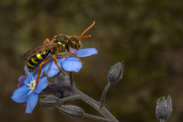 Nomada cuckoo-bee on a forget-me-not flower