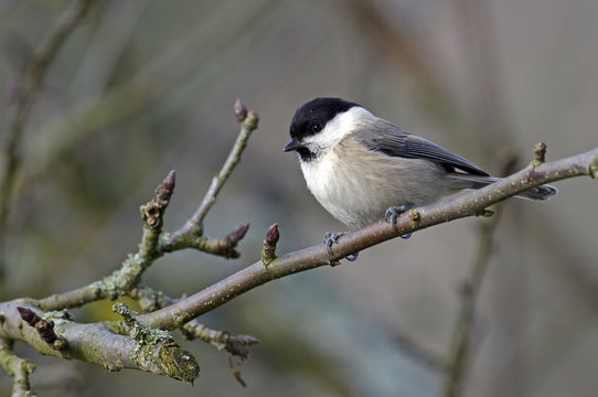 Weidenmeise (Poecile montanus) - Willow tit