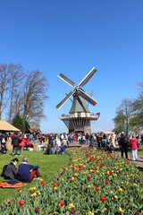 two traditional Dutch windmills with tulips rows at spring day, Netherlands