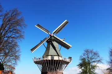 two traditional Dutch windmills with tulips rows at spring day, Netherlands