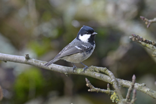 Tannenmeise (Periparus ater) - Coal tit