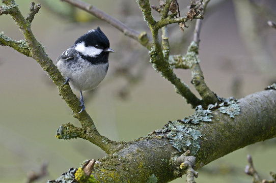 Tannenmeise (Periparus ater) - Coal tit