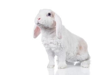 Fototapeta premium Mini lop eared rex rabbit isolated on white