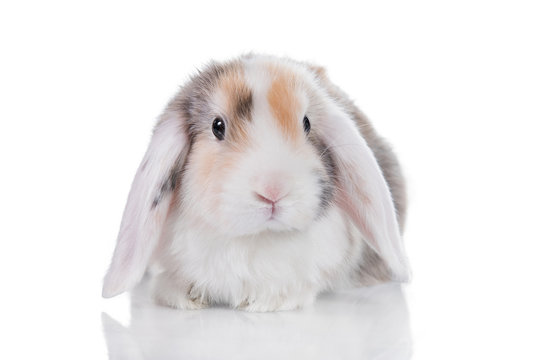 Mini lop eared satin rabbit isolated on white Stock Photo | Adobe Stock
