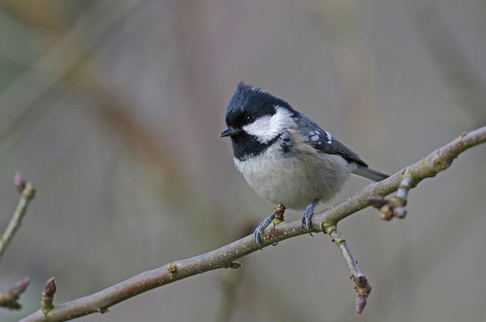Tannenmeise (Periparus ater) - Coal tit