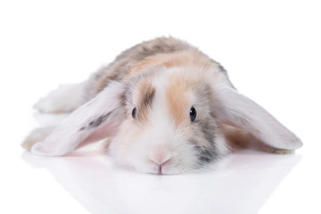Funny lop eared satin rabbit lying isolated on white