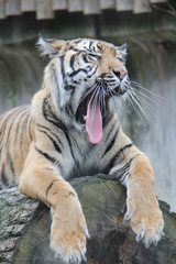 Yawning Sumatran Tiger resting on the log.