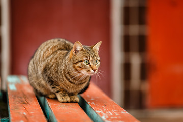 Кошка сидит на скамье