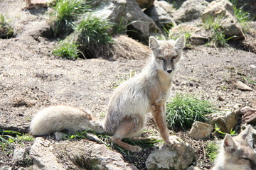 Portrait of Corsac Fox.