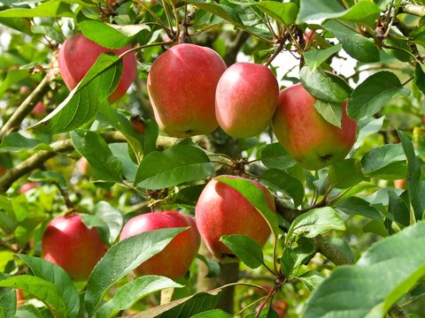 Rote Bio-Äpfel hängen am Apfelbaum, Niedersachsen, Deutschland, Europa 