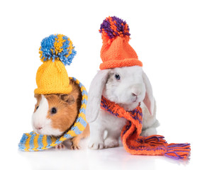 Funny lop eared rabbit with a guinea pig dressed in a knitted hat and scarf isolated on white