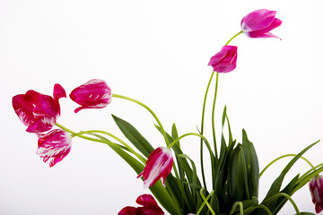 beautiful tulips on white background