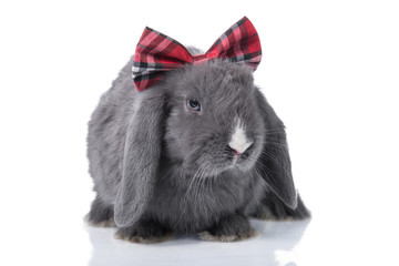 Funny lop eared rabbit with a bow on its head, isolated on white