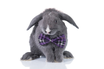 Funny lop eared rabbit dressed in a bow tie isolated on white